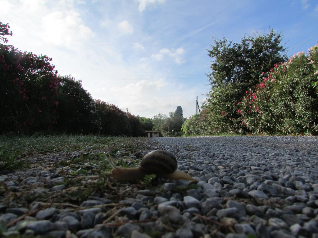 Azienda Agrituristica Allumiere Villa Campiglia Marittima Ngoại thất bức ảnh